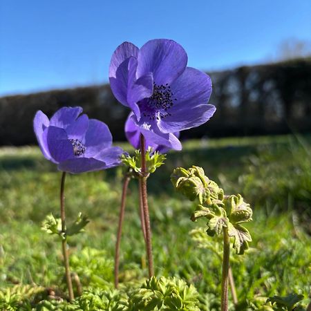 Villa Liberty Entraigues-sur-la-Sorgue Kültér fotó